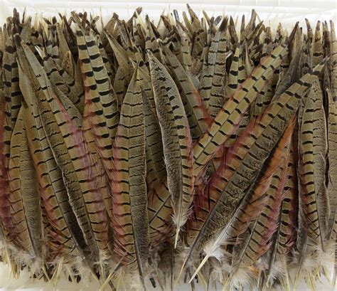 Pheasant tail feathers .